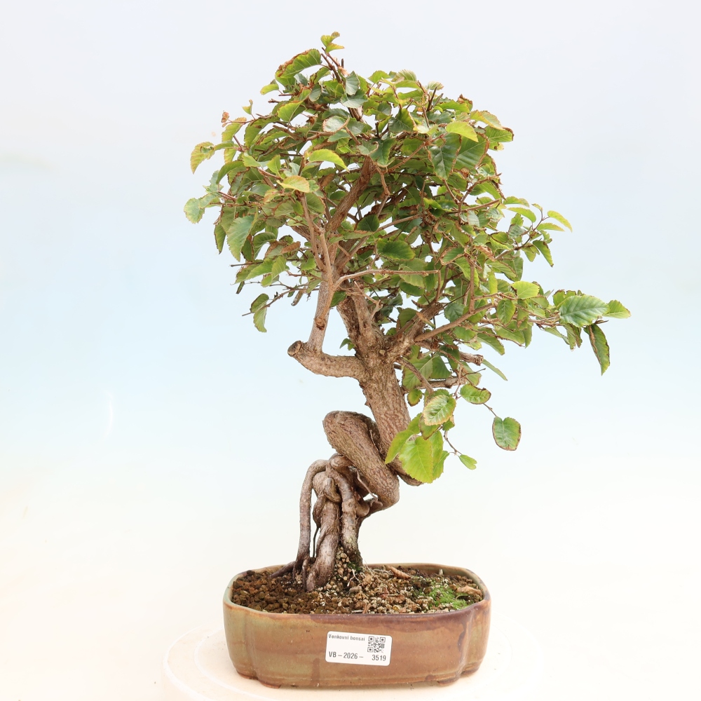 Bonsai voor buiten -Carpinus CARPINOIDES - Koreaanse haagbeuk
