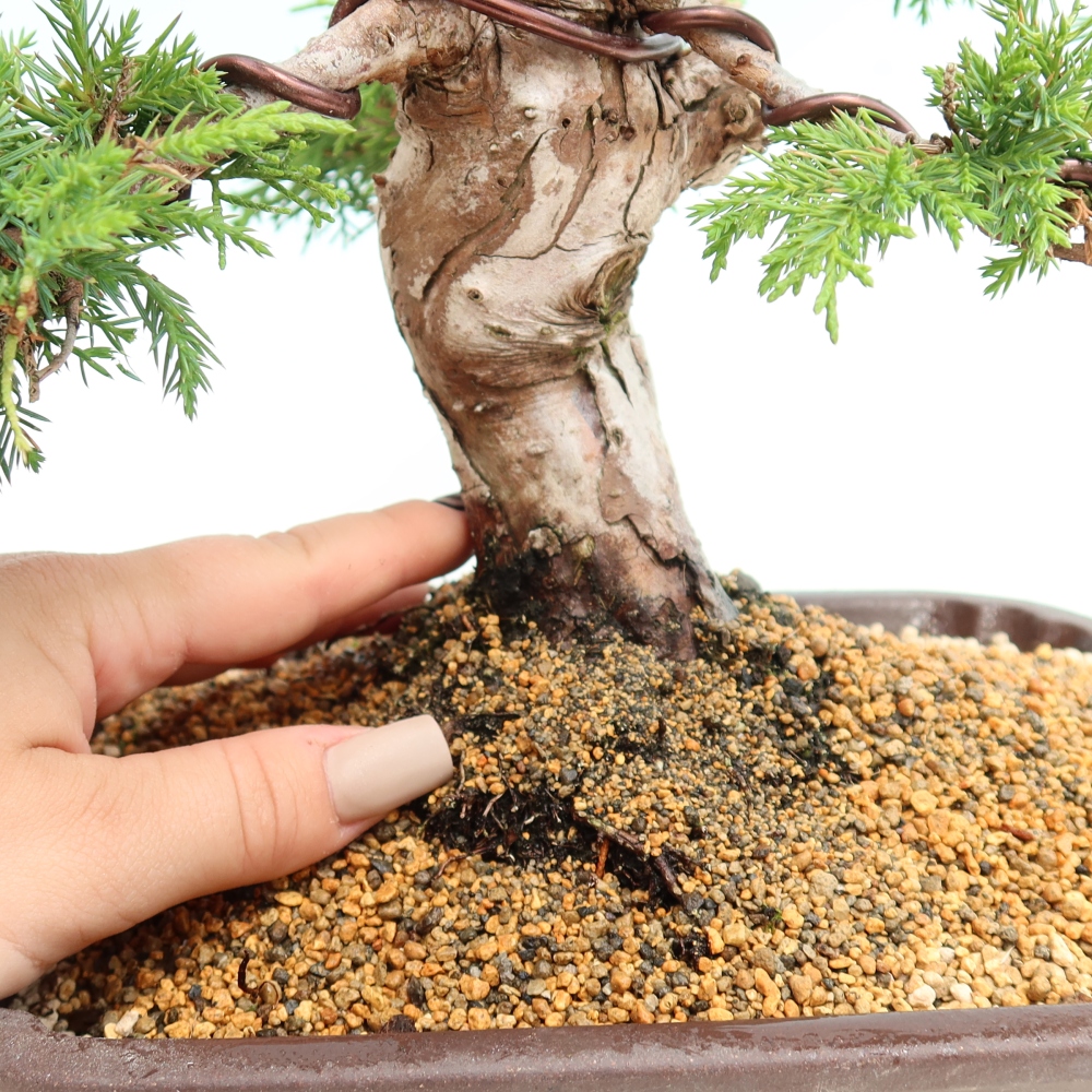 Bonsai voor buiten - Juniperus chinensis Itoigawa-Juniperus chinensis