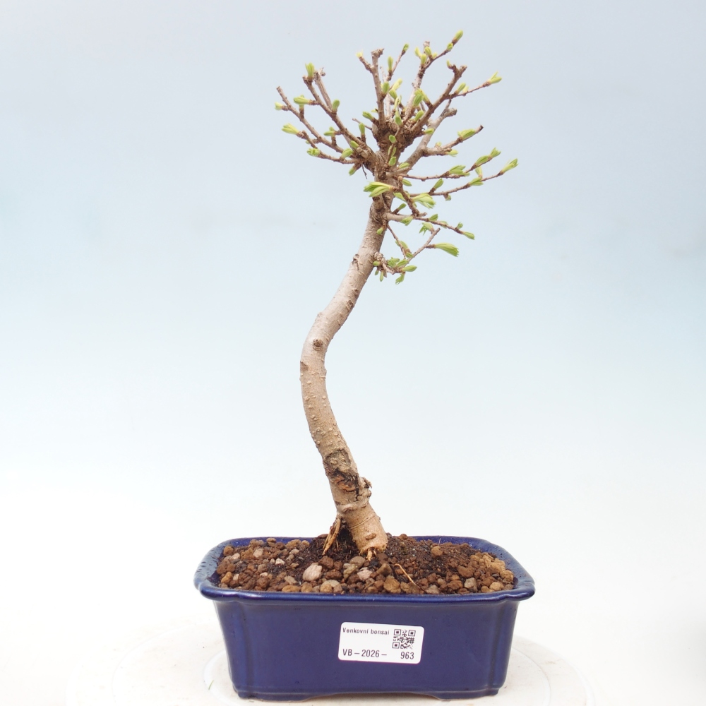 Bonsai voor buiten -Pseudolarix amabis-Pseudolarix amabis