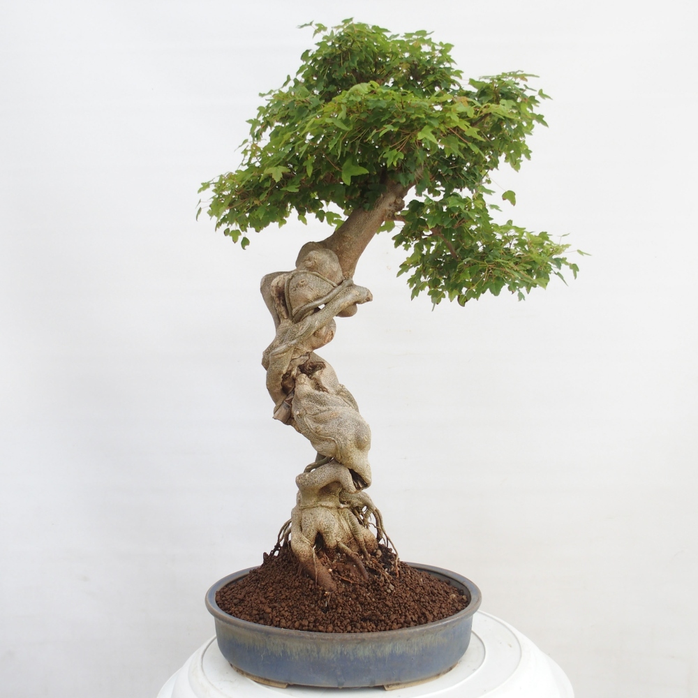Bonsai voor buiten - Acer Buergerianum - Burgeresdoorn
