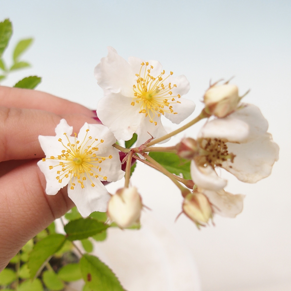Bonsai voor buiten - Rosa sp. - kleinbloemige roos