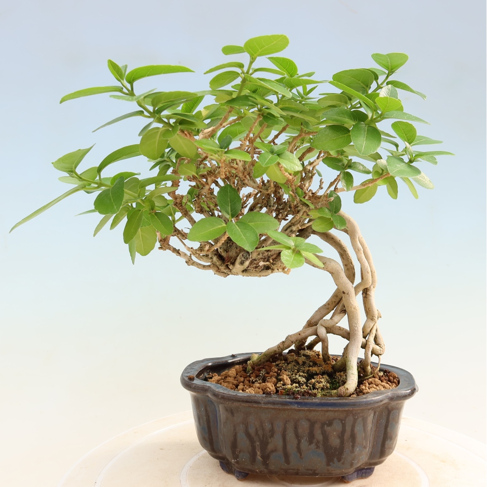Bonsai voor binnen - Premna serratifolia - Kozlovna malolista