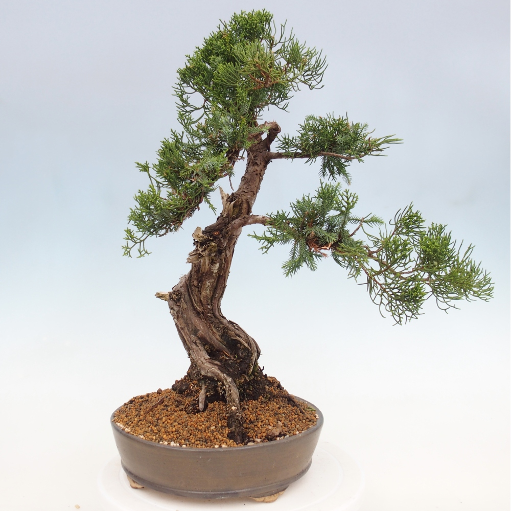Bonsai voor buiten - Juniperus chinensis Itoigawa