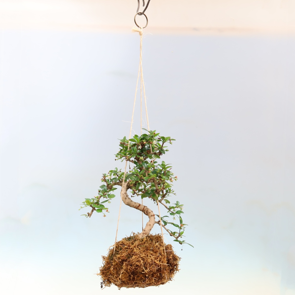 Kokedama in keramiek - Tea-fuki - Carmona macrophylla