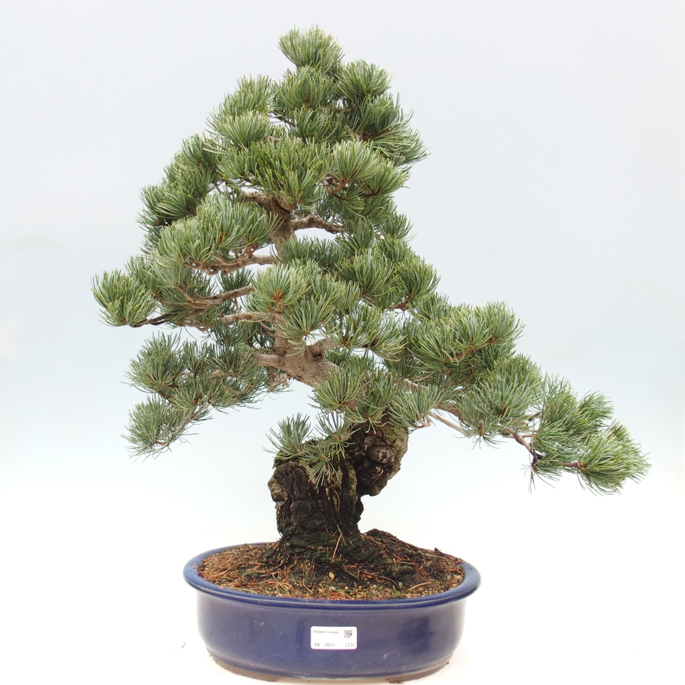 Bonsai voor buiten - Pinus parviflora - Pinus parviflora
