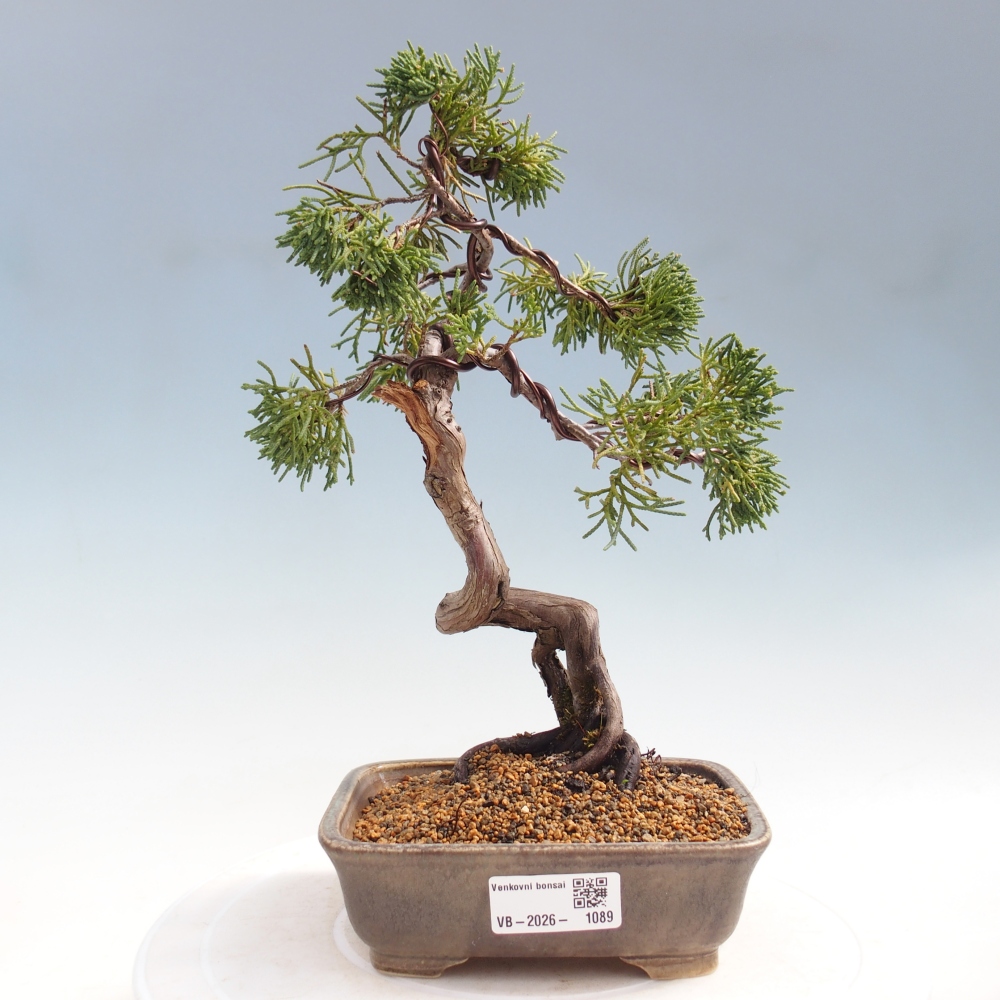 Bonsai voor buiten - Juniperus chinensis Kishu