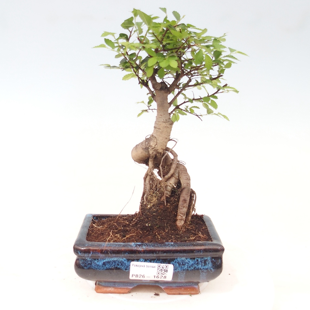 Kamerbonsai - Ulmus parvifolia - Winteriep