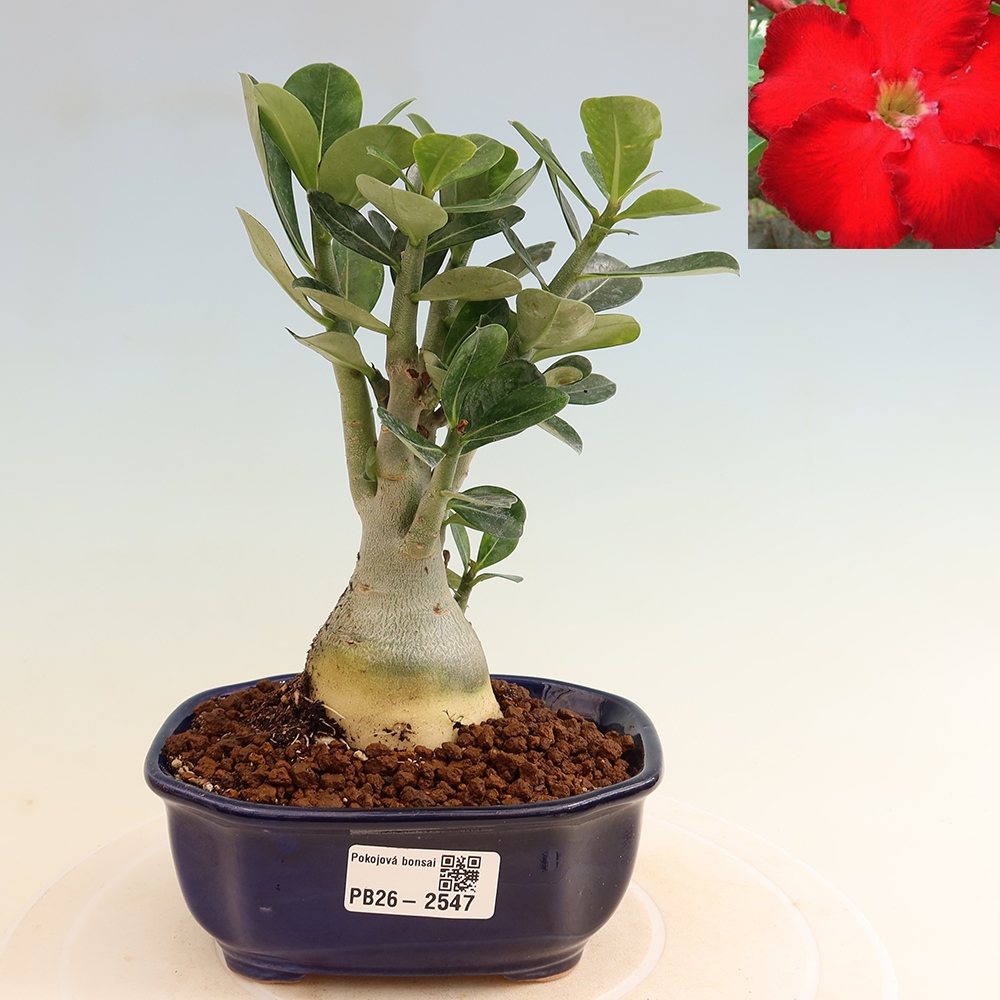 Kamerbonsai - Adenium obesum Red Star - Woestijnroos