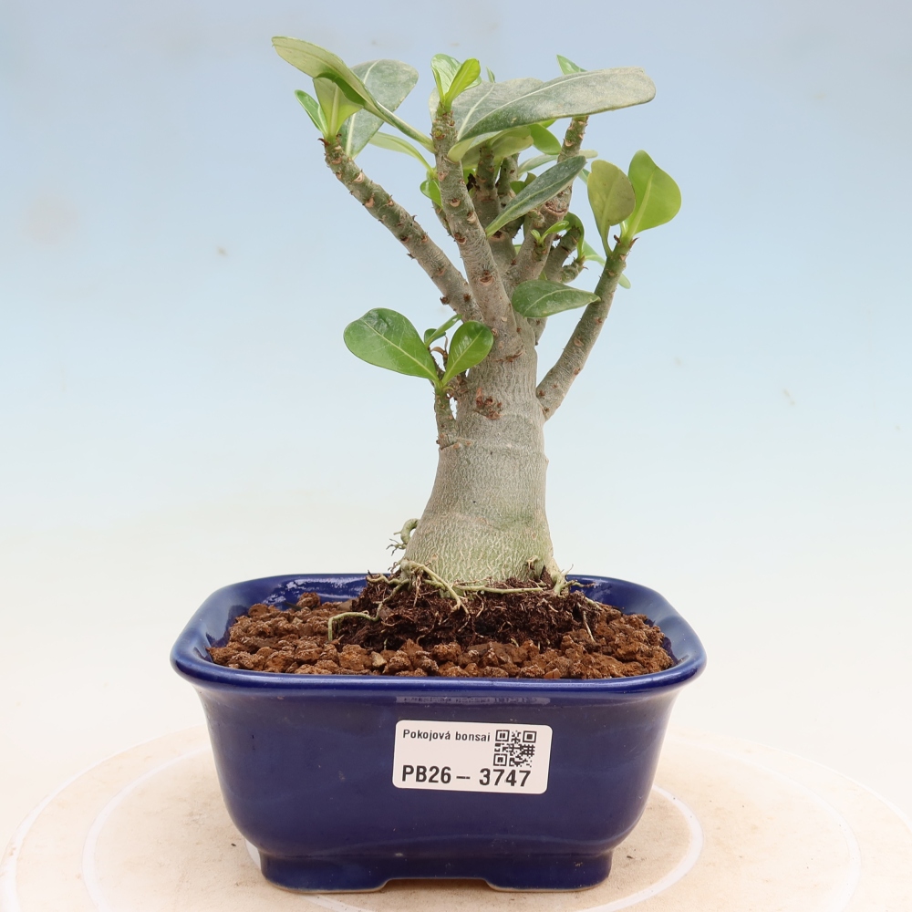 Kamerbonsai - Adenium obesum Red Star - Woestijnroos