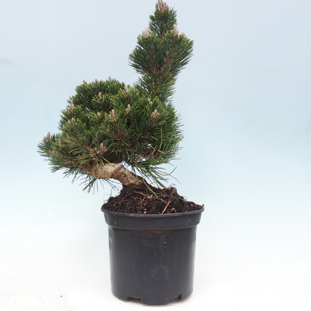 Bonsai voor buiten - Pinus thunbergii senjyumaru - Thunberg den