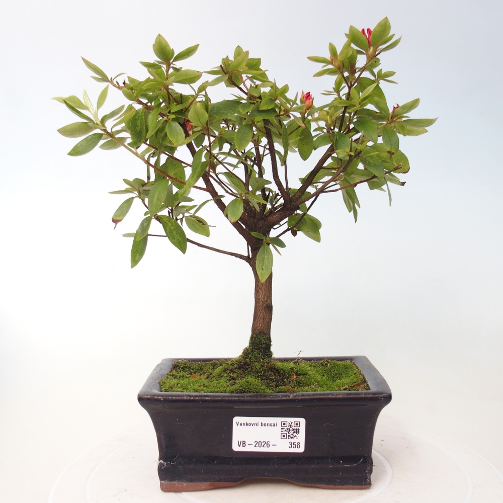 Bonsai voor buiten - Japanse azalea - Azalea sp.