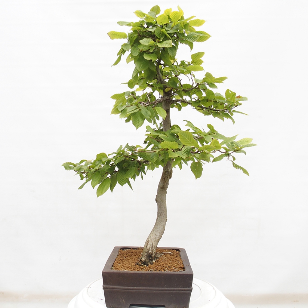 Bonsai voor buiten - Haagbeuk - Carpinus betulus
