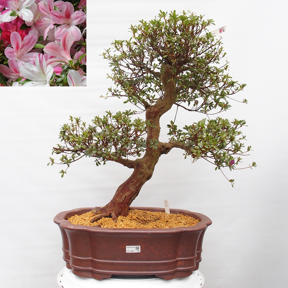 Bonsai voor buiten - Japanse Azalea - Azalea Miyabihime