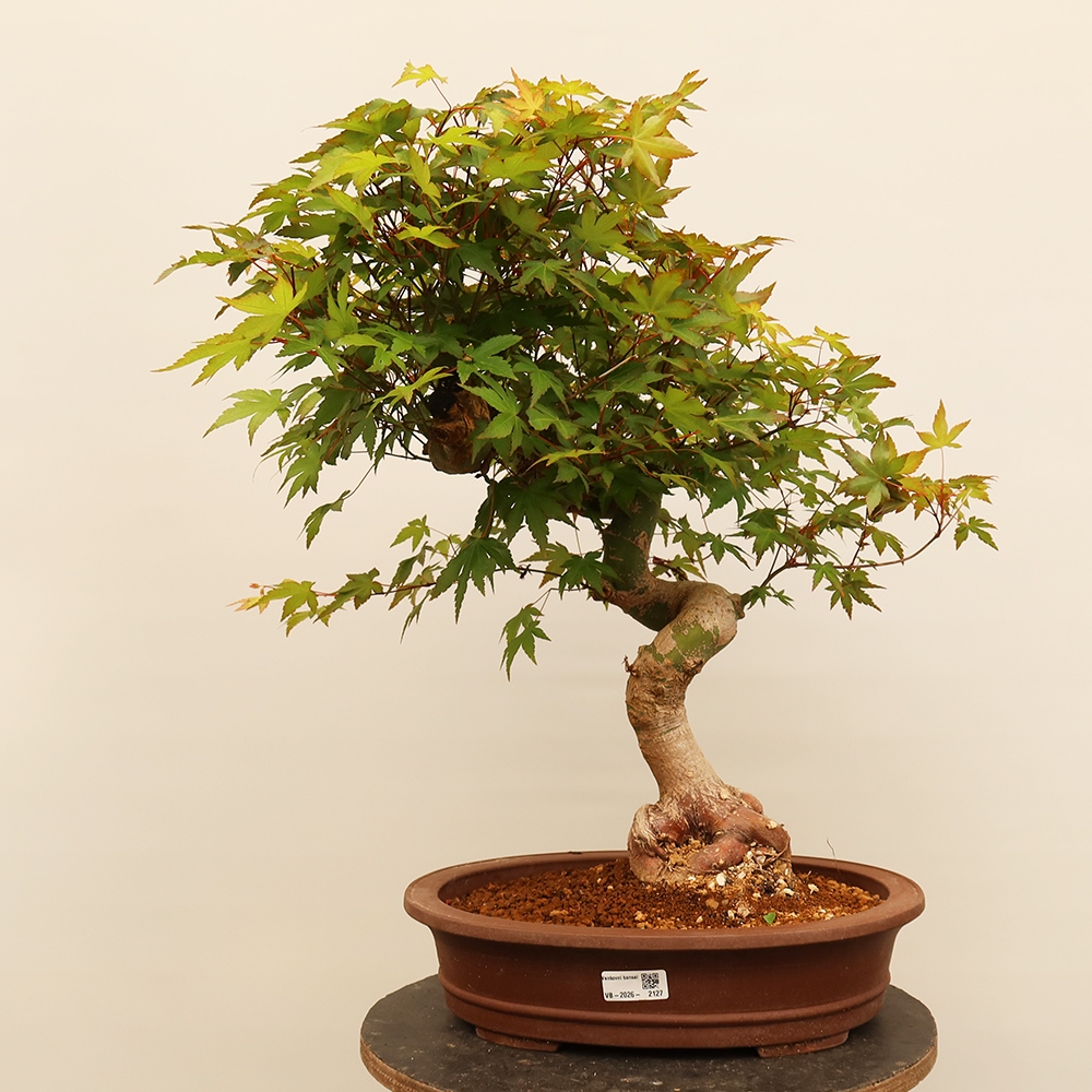 Bonsai voor buiten - Esdoorn palmatum - Palmen
