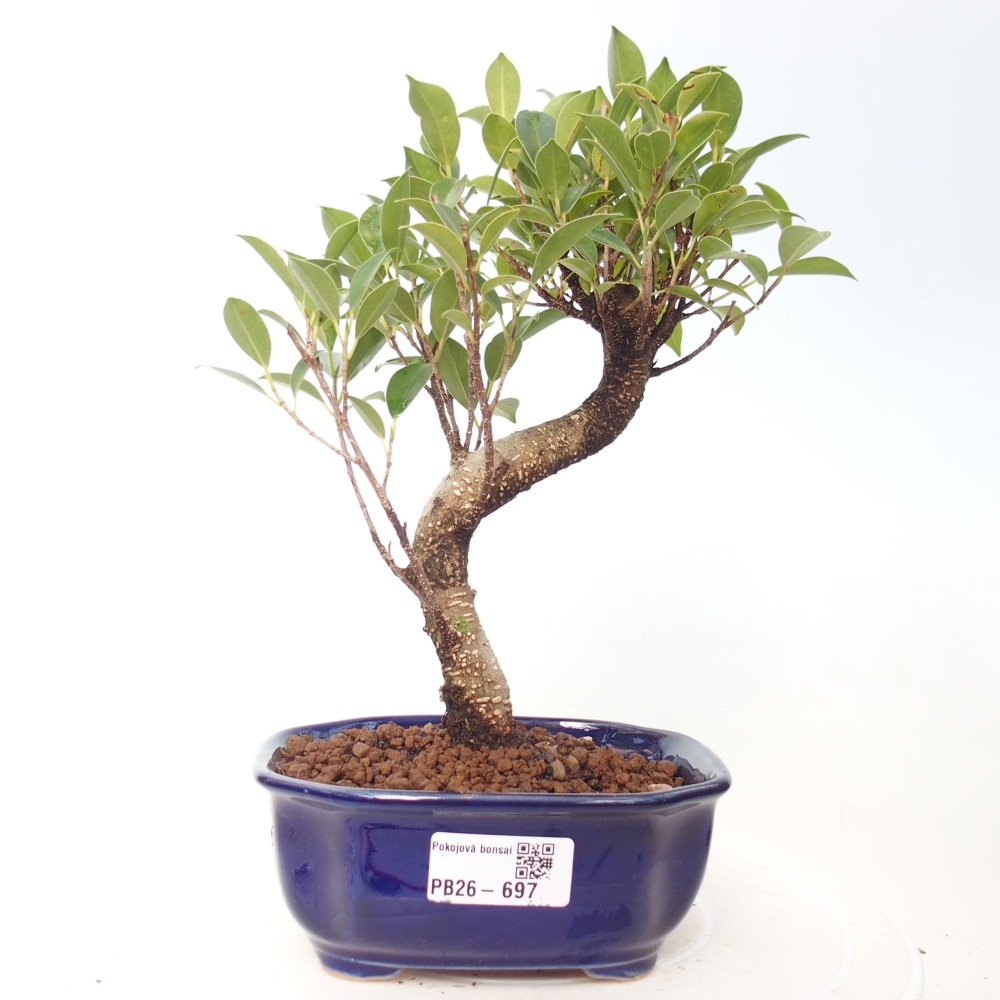 Kamerbonsai - Ficus retusa - kleinbladige ficus
