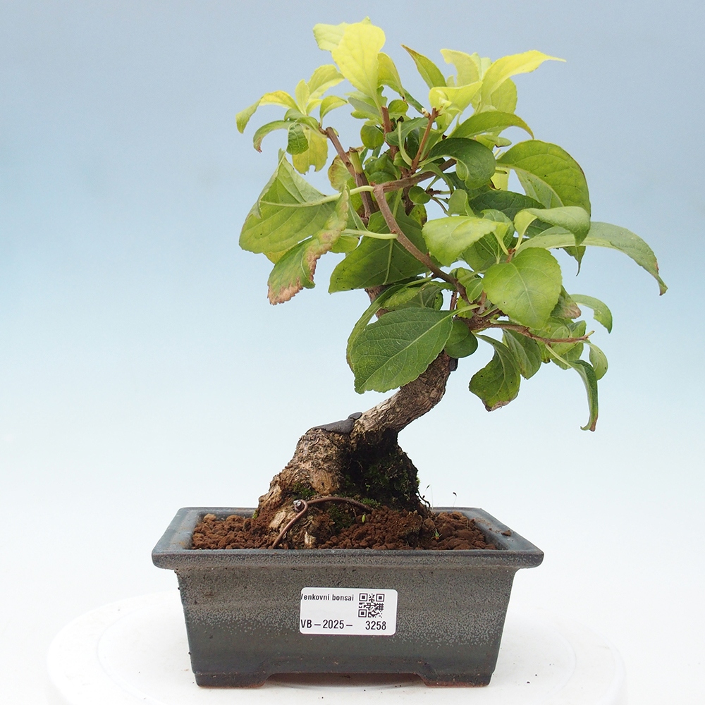 Bonsai voor buiten - Celastrus orbiculatus