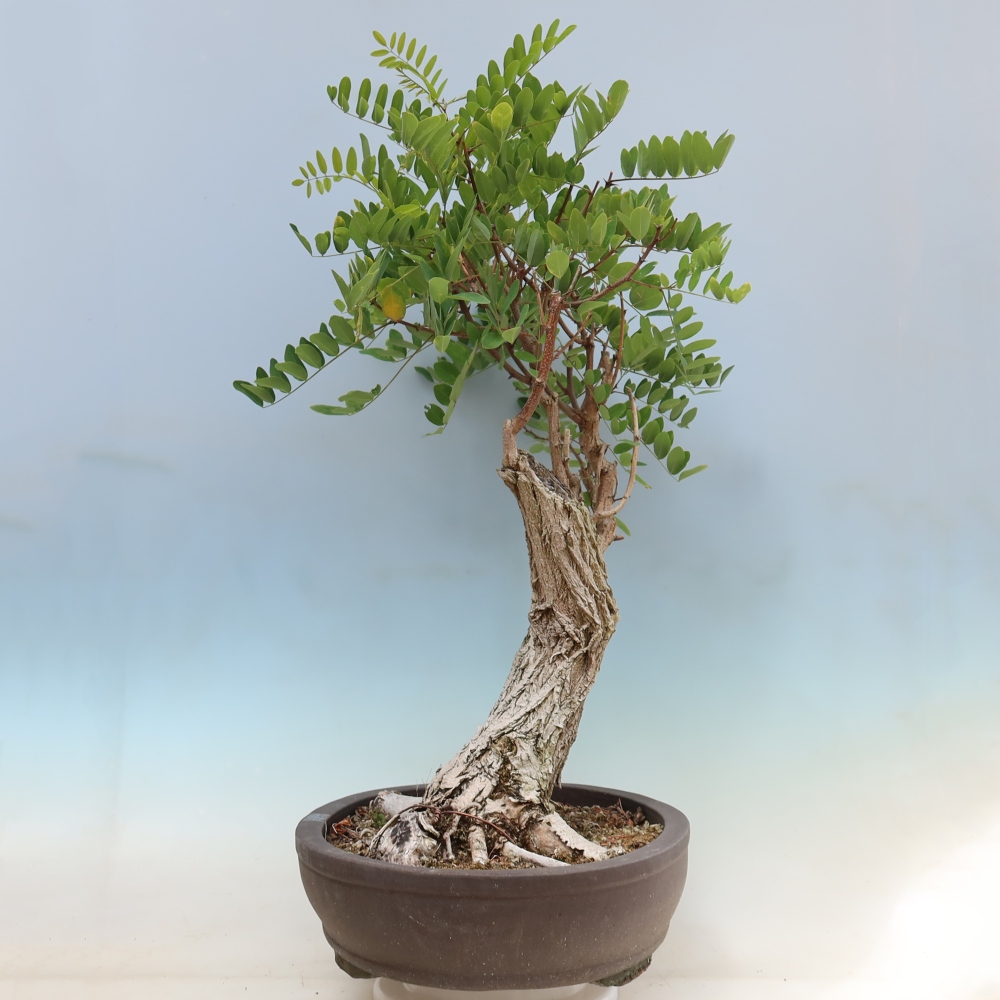 Bonsai voor buiten - Doornacacia - Robinia pseudoacacia