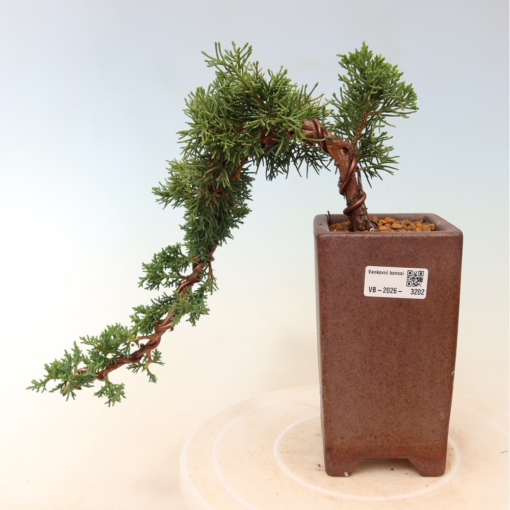 Bonsai voor buiten - Juniperus chinensis Kishu