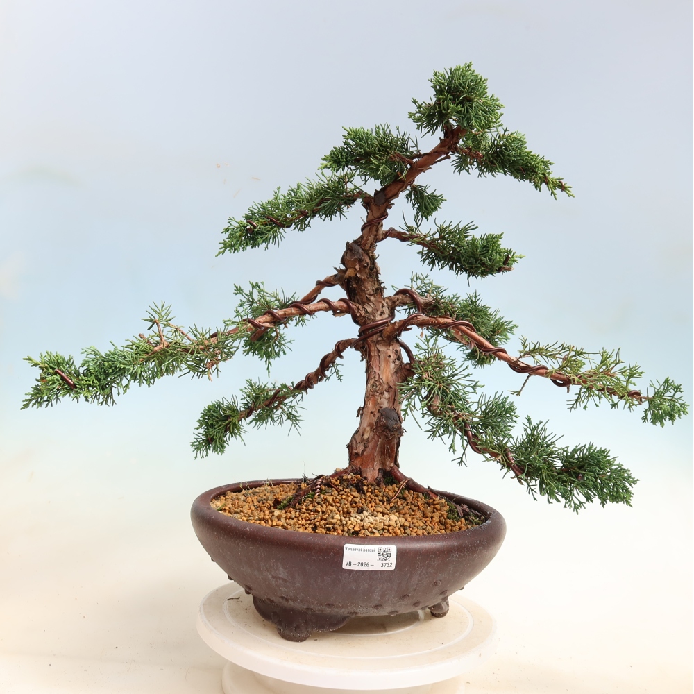 Bonsai voor buiten - Juniperus chinensis Kishu