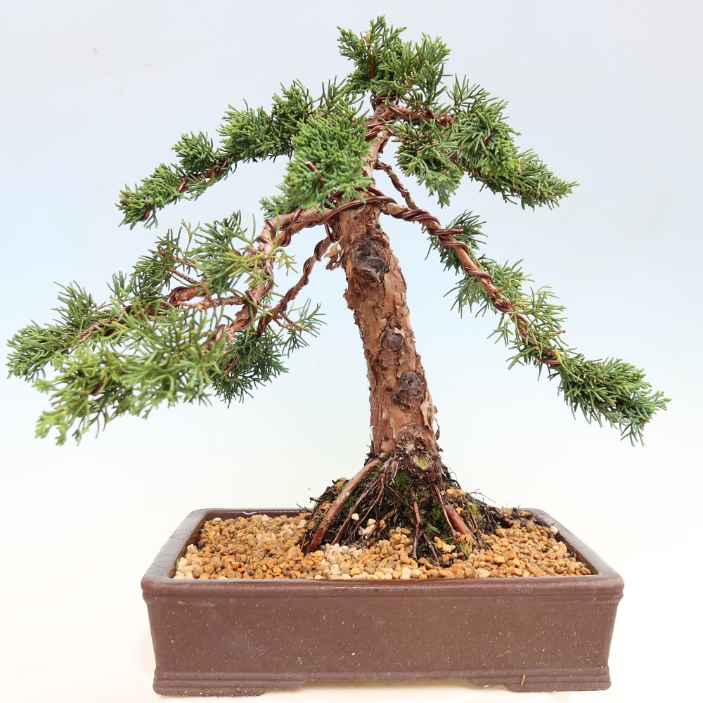 Bonsai voor buiten - Juniperus chinensis Kishu