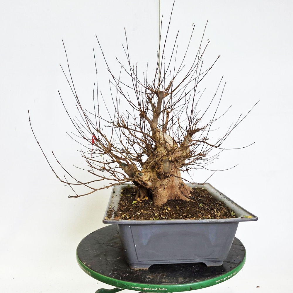 Bonsai esdoorn voor buiten - Acer Burgeriana