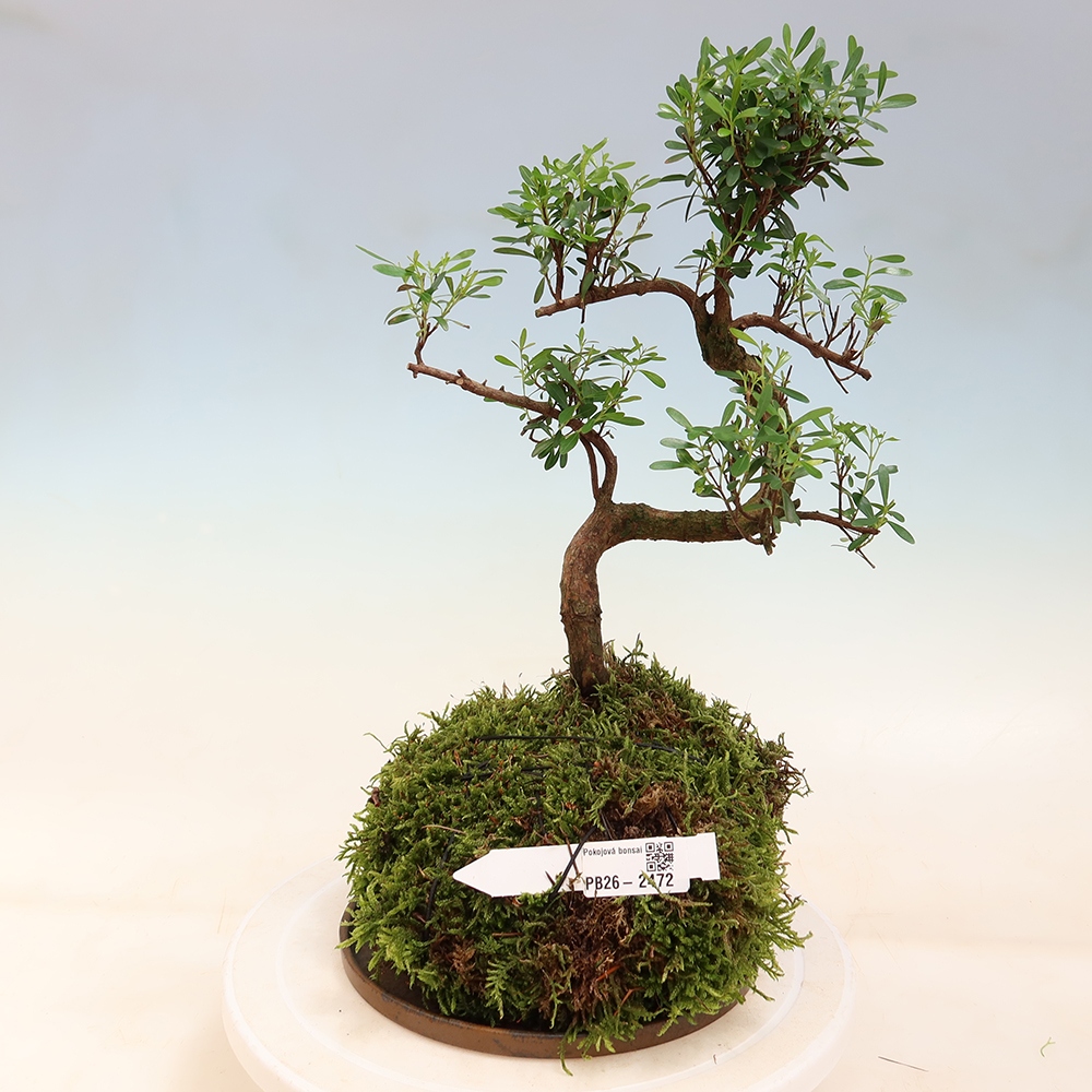 Kokedama met schaal - Syzygium - Pimentboom