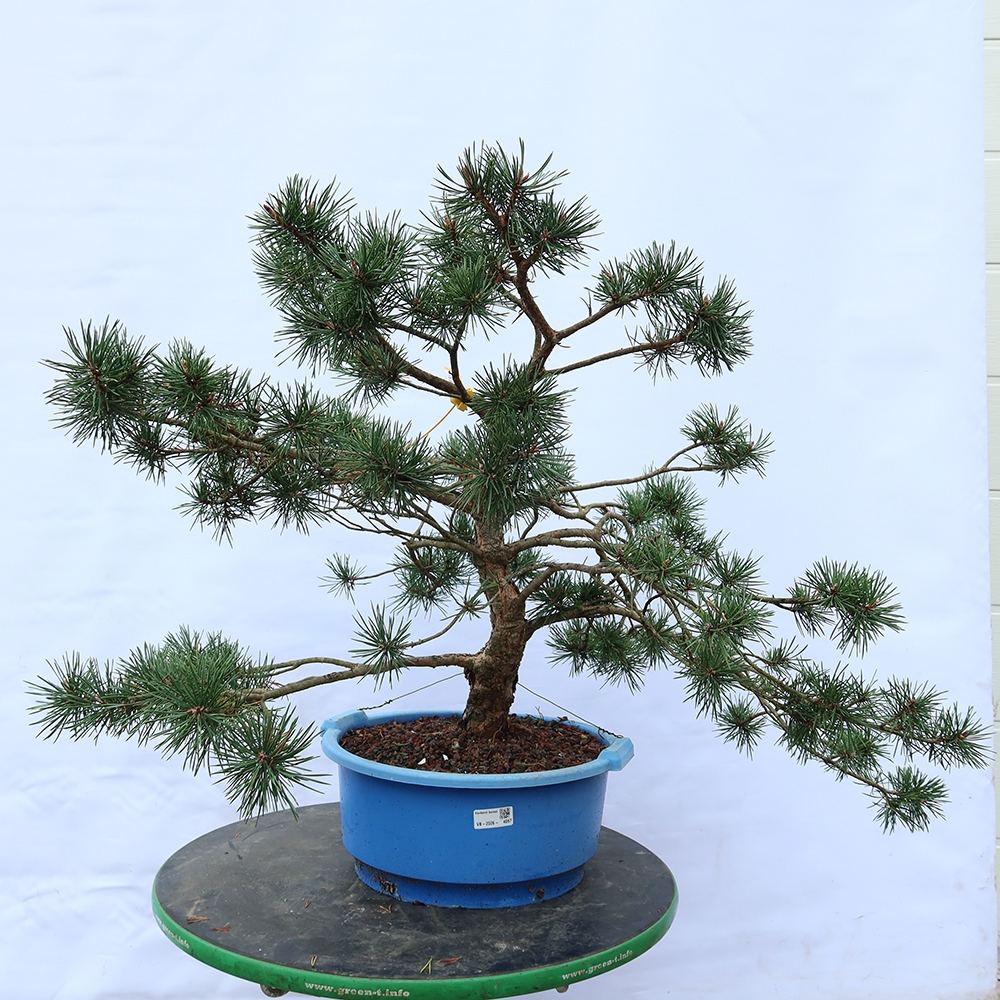 Pinus sylvestris Spanje - grove den