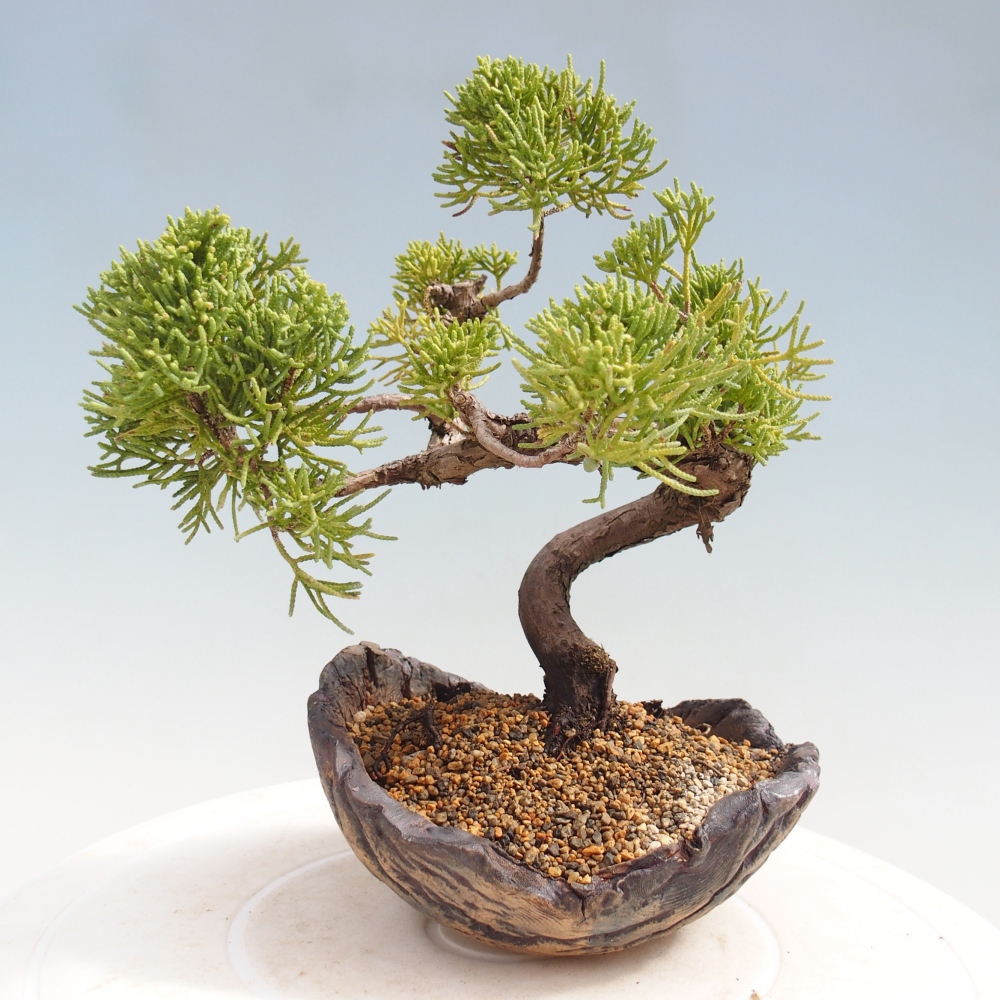 Bonsai voor buiten - Juniperus chinensis Kishu