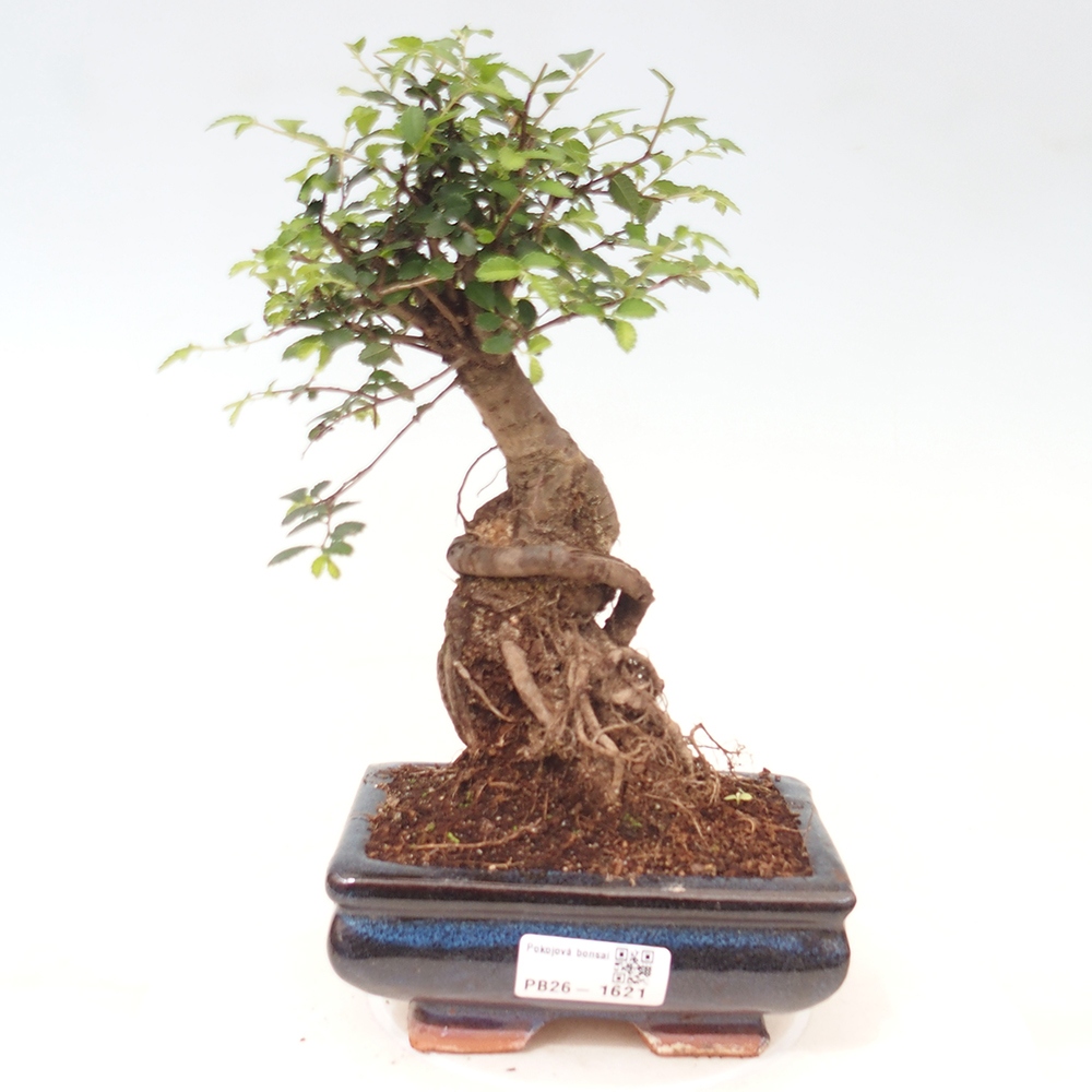 Kamerbonsai - Ulmus parvifolia - Winteriep