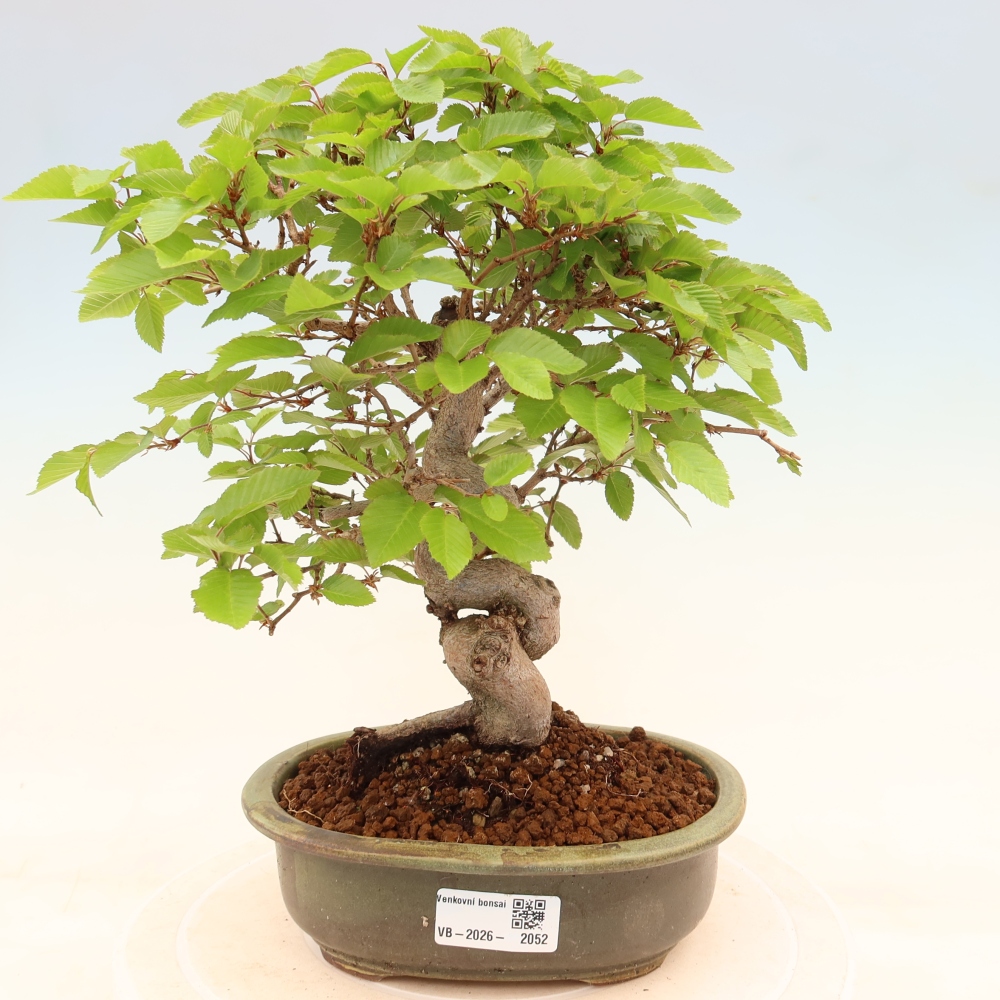 Bonsai voor buiten -Carpinus Coreana - Koreaanse haagbeuk