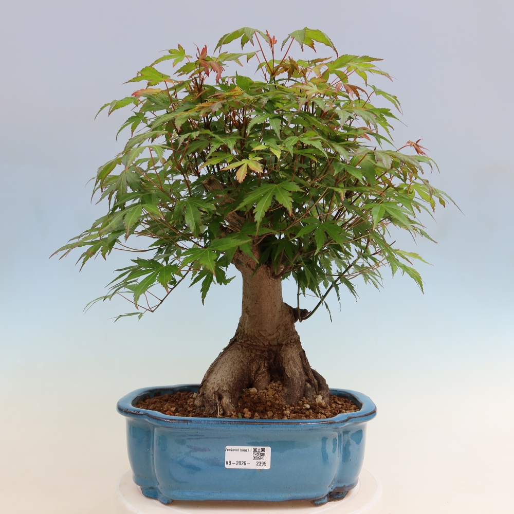 Bonsai voor buiten - Esdoorn Burger - Acer Burgerianum