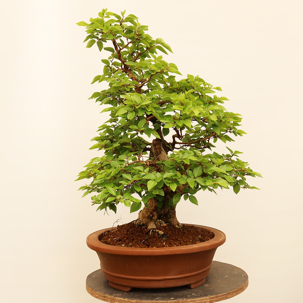 Bonsai voor buiten -Carpinus Coreana - Koreaanse haagbeuk