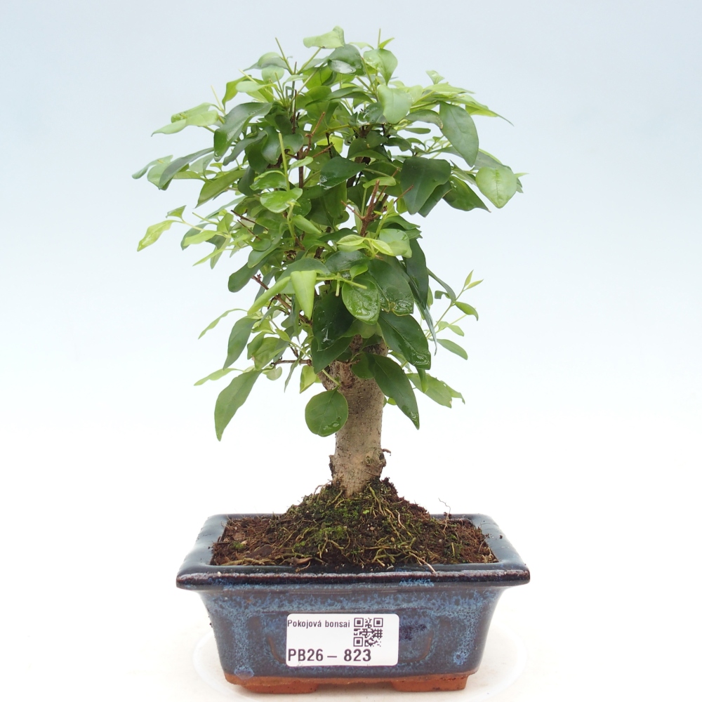 Kamerbonsai -Ligustrum chinensis - Vogelsnavel