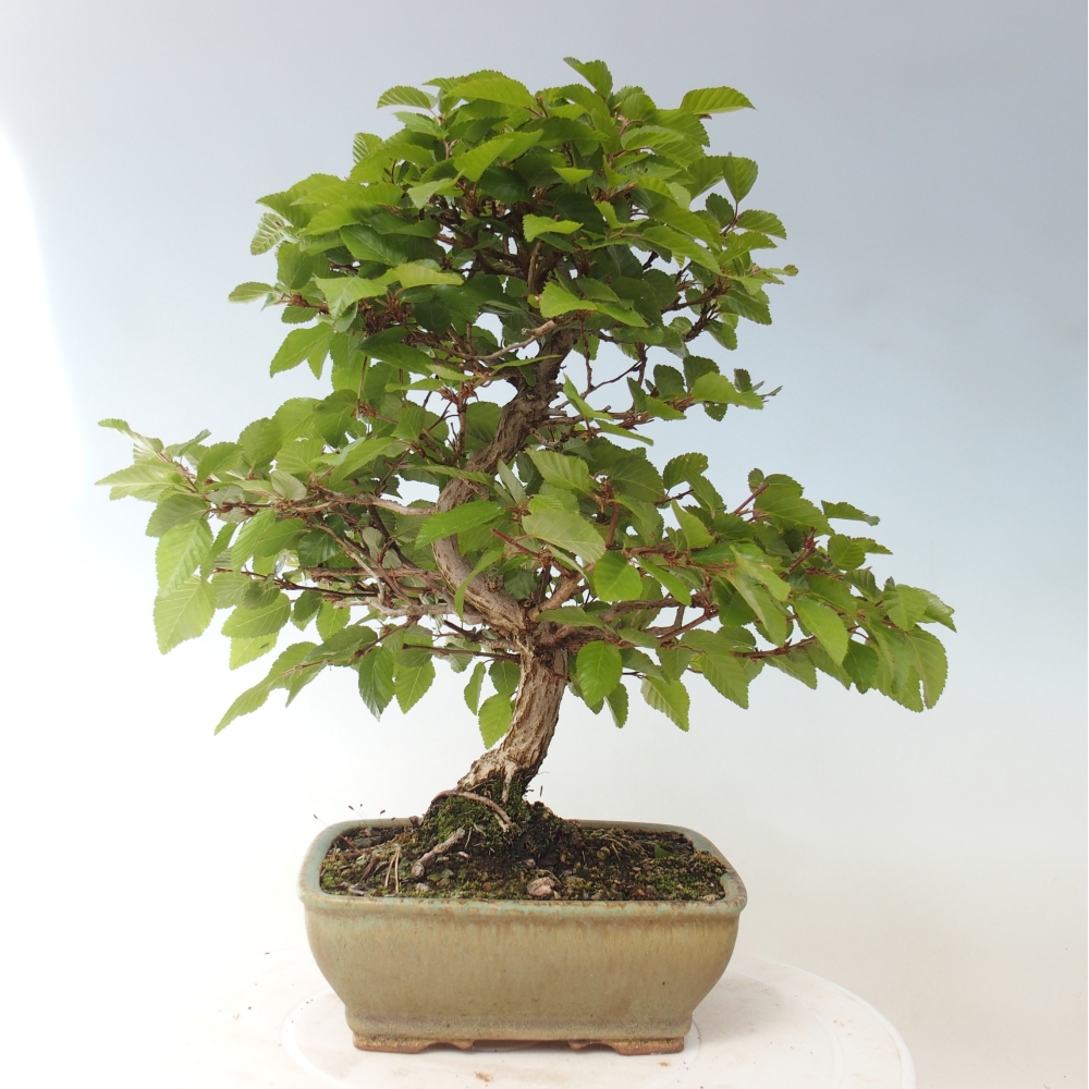 Bonsai voor buiten -Carpinus CARPINOIDES - Koreaanse haagbeuk