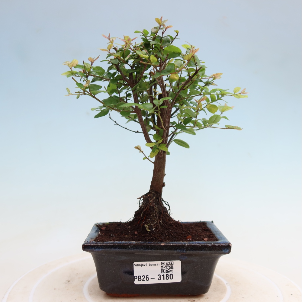 Kamerbonsai - Sageretia thea - Sageretia thea