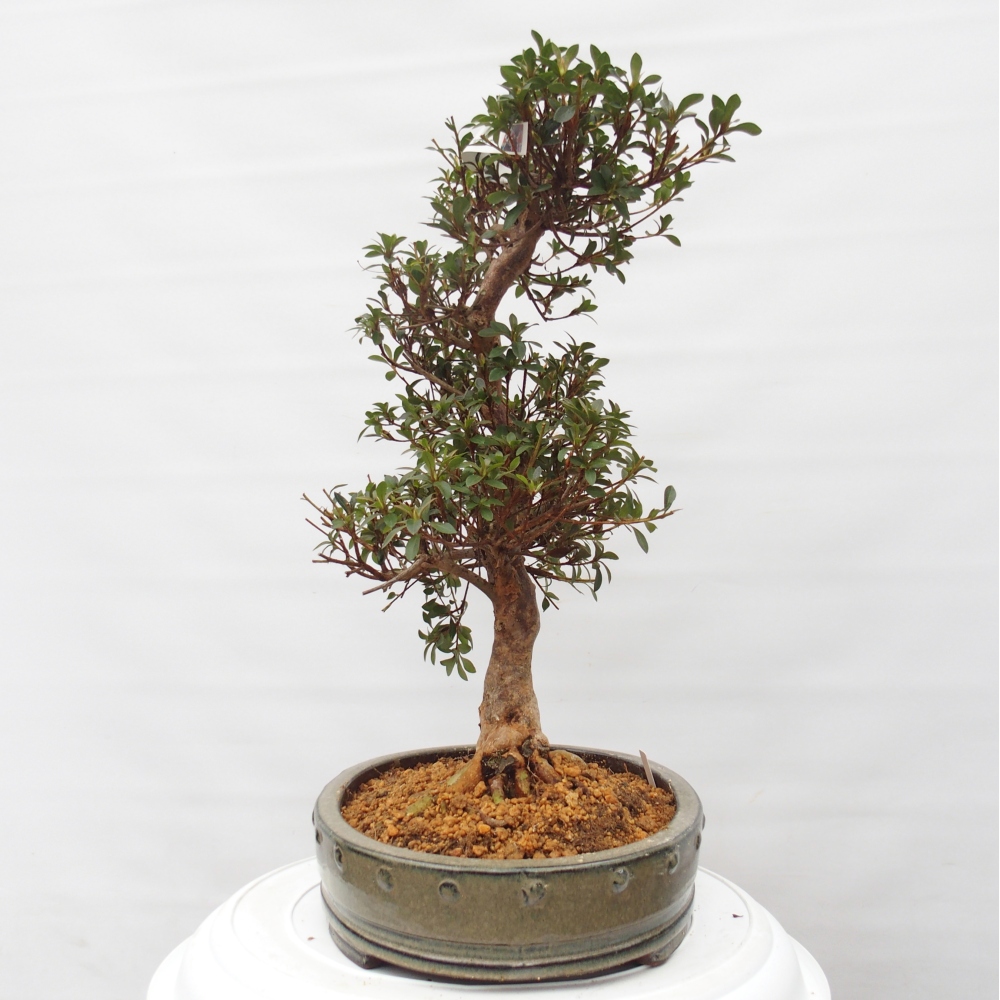 Bonsai voor buiten - Japanse Azalea - Azalea Hanatsuzuri