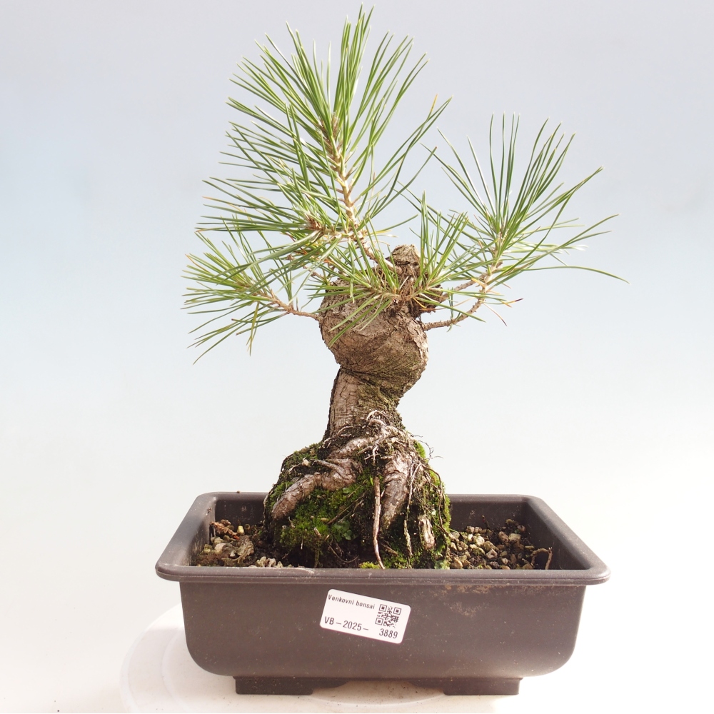 Bonsai voor buiten - Pinus thunbergii - Thunberg den