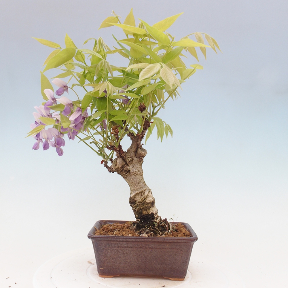 Bonsai voor buiten - Wisteria floribunda