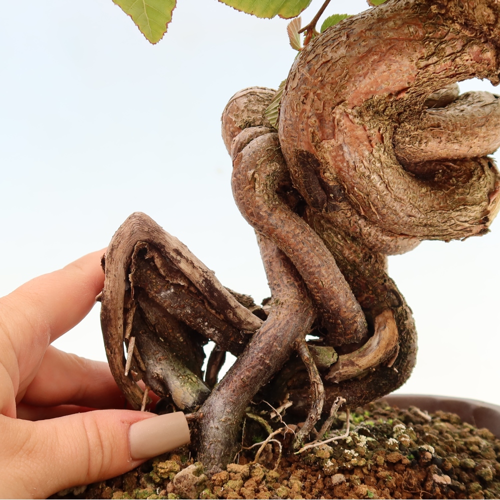 Bonsai voor buiten -Carpinus CARPINOIDES - Koreaanse haagbeuk
