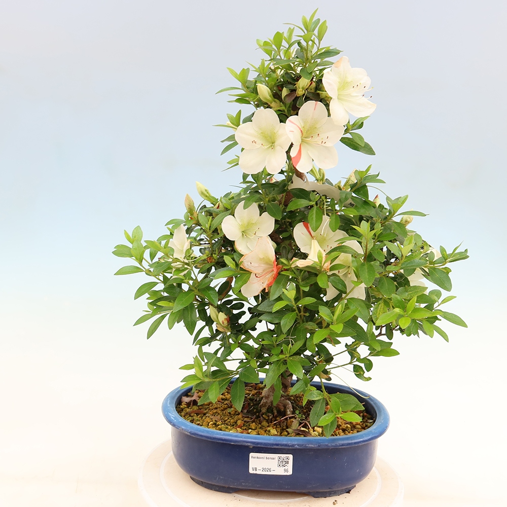 Bonsai voor buiten - Japanse azalea - Azalea Asahi-no-izumi