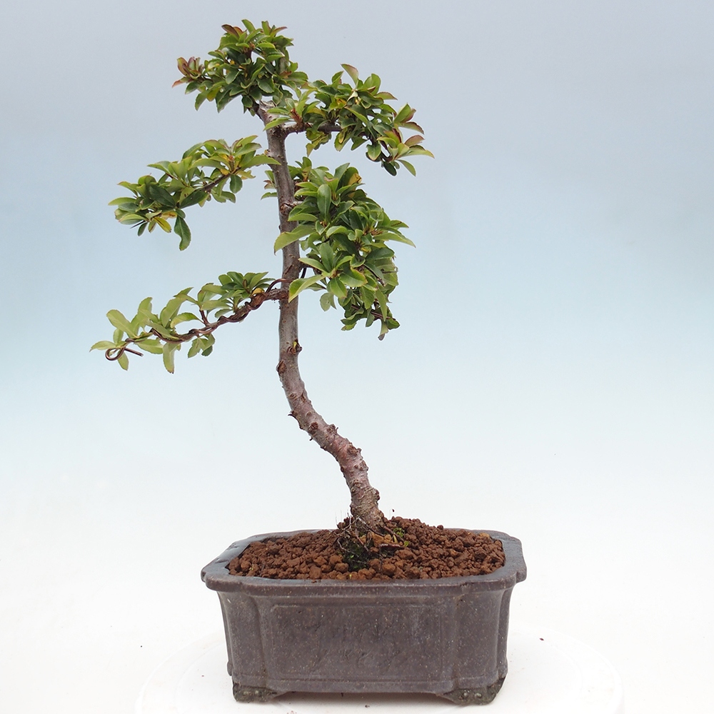 Bonsai-Pyracantha Teton voor buiten -Hlox