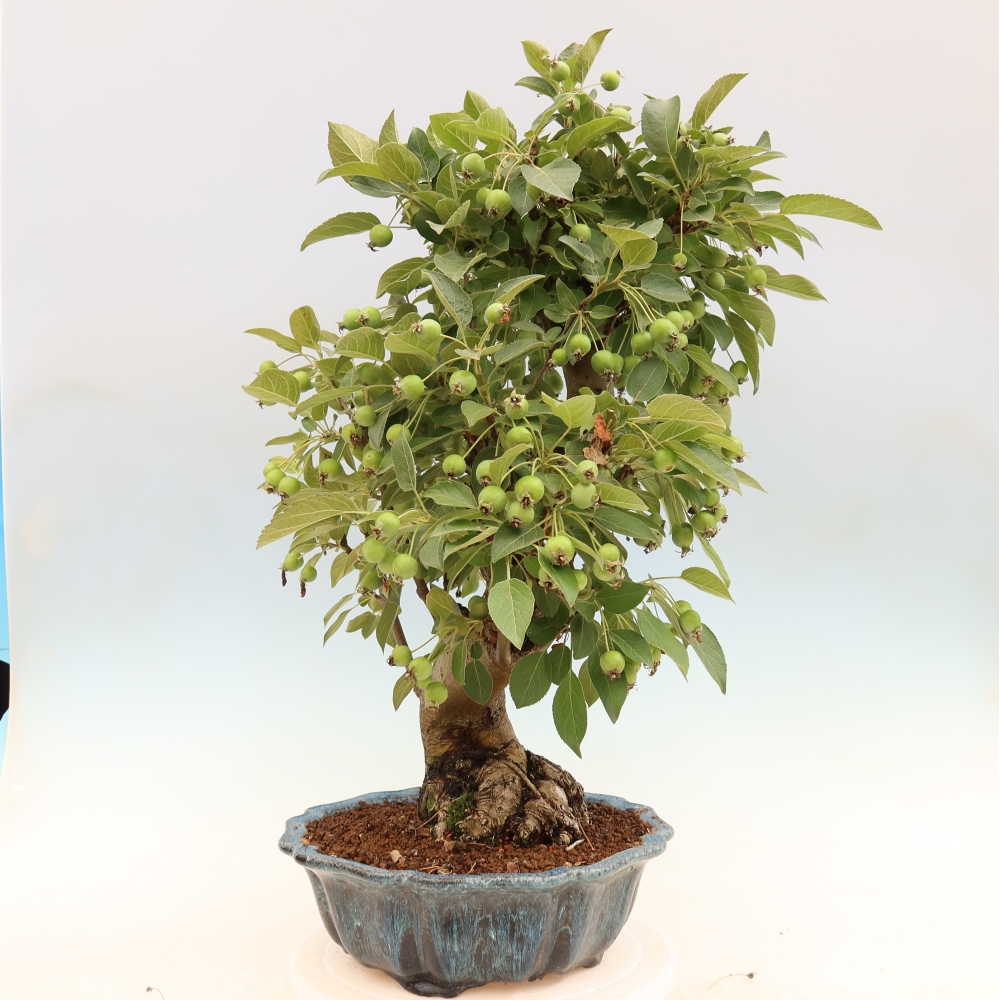 Bonsai voor buiten -Malus halliana - Appelboom met kleine vruchten