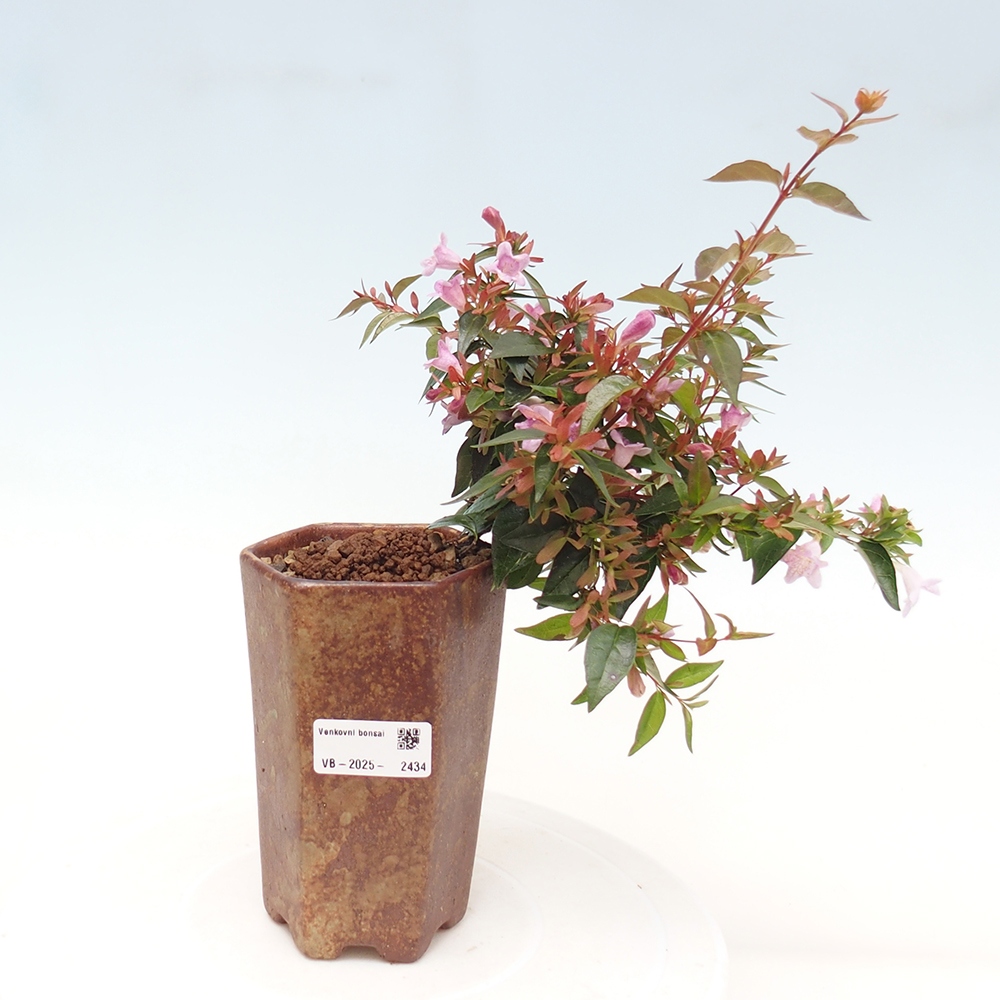Bonsai voor buiten - Abelia Grandiflora - Abelia grandiflora