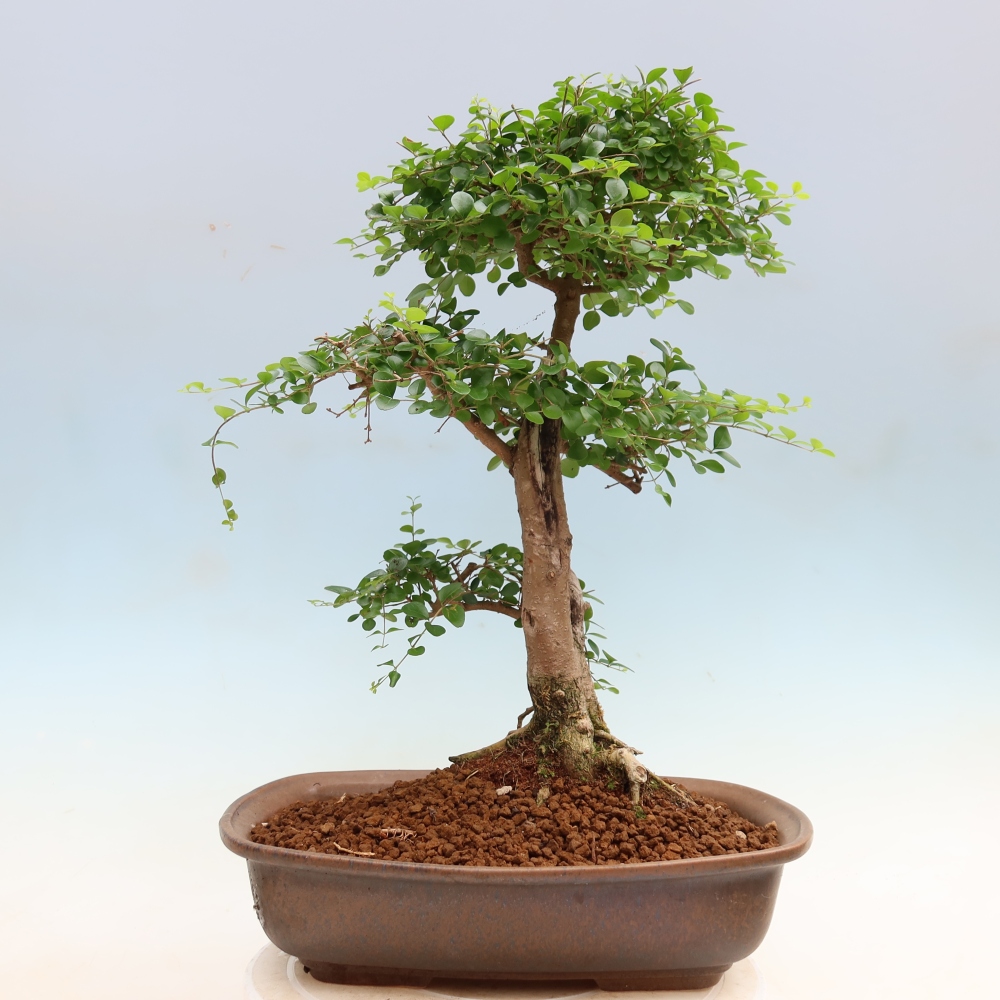 Kamerbonsai -Ligustrum retusa - kleinbladige vogelbek