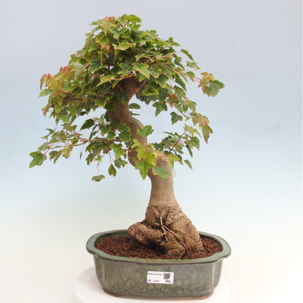 Bonsai voor buiten - Acer Buergerianum - Burgeresdoorn