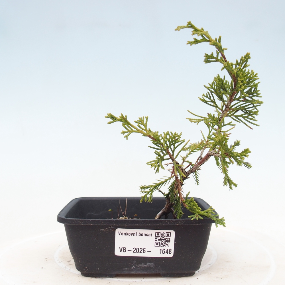 Bonsai voor buiten - Juniperus chinensis Itoigawa
