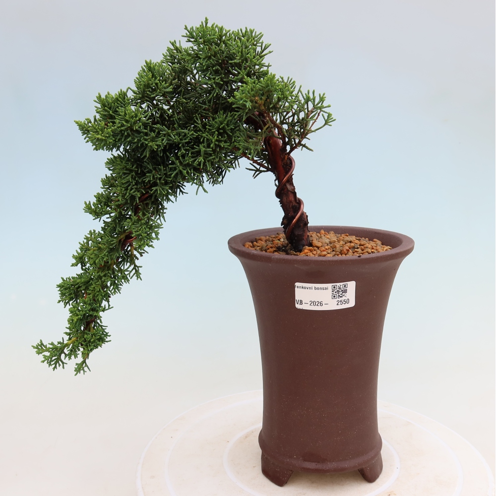 Bonsai voor buiten - Juniperus chinensis Kishu