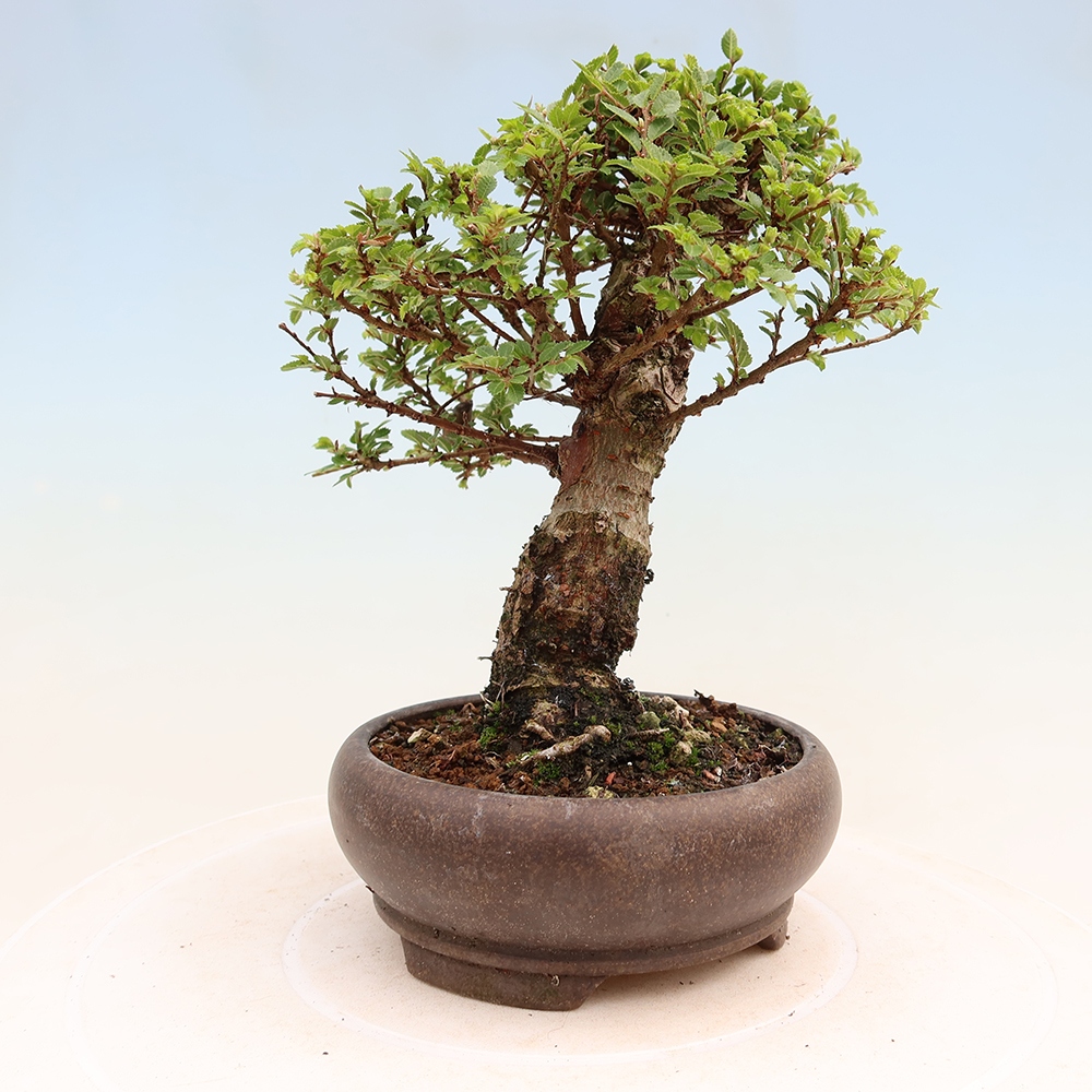 Bonsai voor buiten - Ulmus parvifolia Sagei - Kleinbladige iep