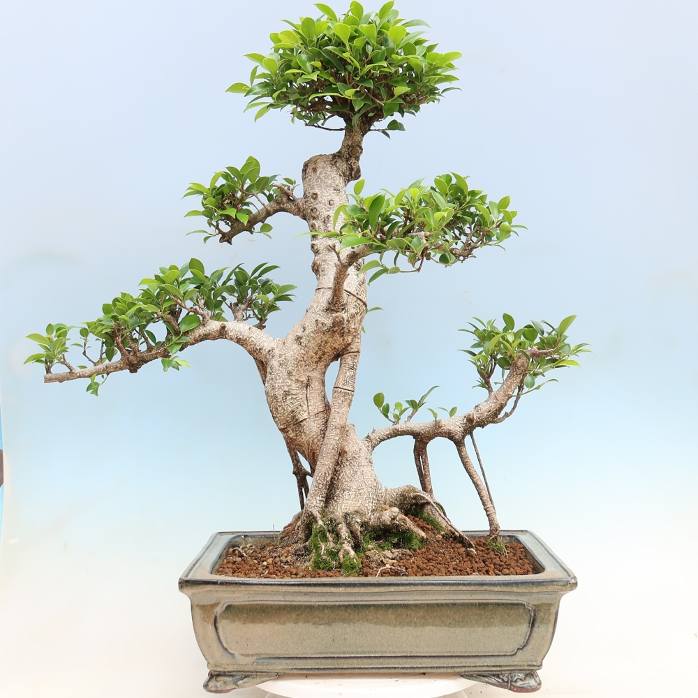 Kamerbonsai - Ficus kimmen - kleinbladige ficus