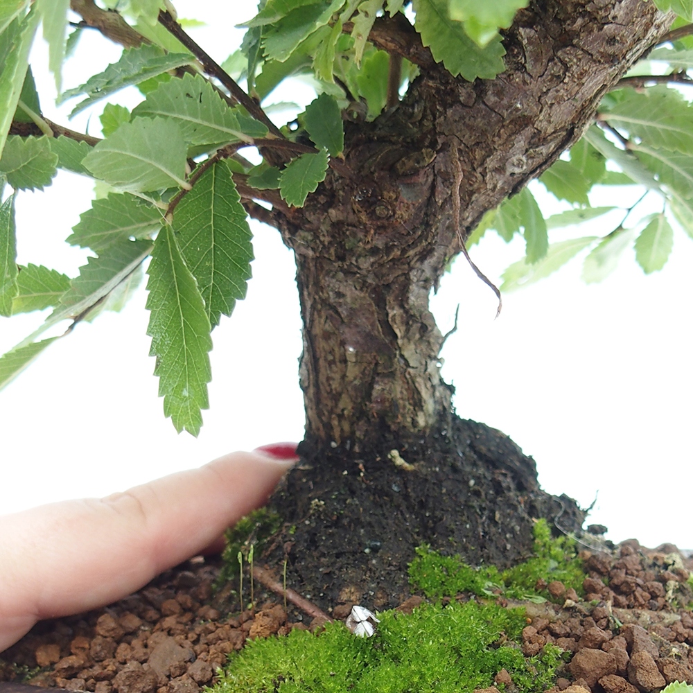 Bonsai voor buiten - Zelkova - Zelkova NIRE